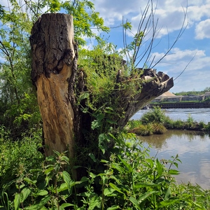 Arbre mort au bord du canal - Belgique  - collection de photos clin d'oeil, catégorie plantes